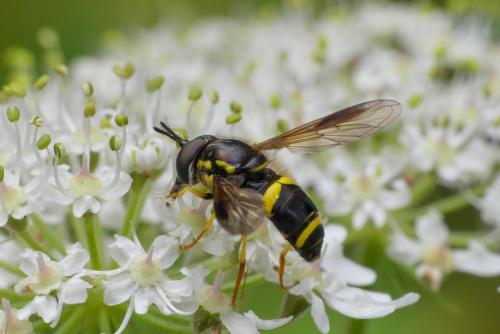 Réf. 285 331 : Chrysotoxum bicinctum
